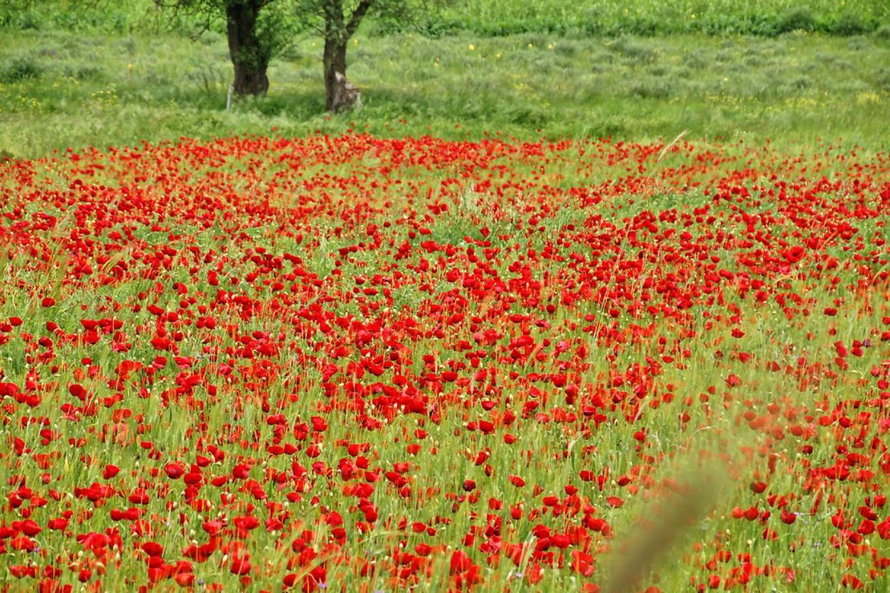 Chalet Coquelicot Kalavryta Dış mekan fotoğraf