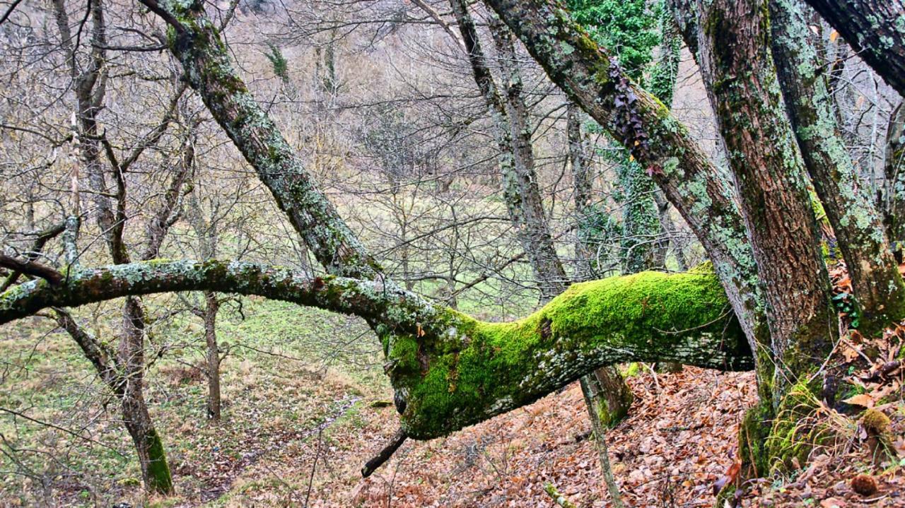 Chalet Coquelicot Kalavryta Dış mekan fotoğraf